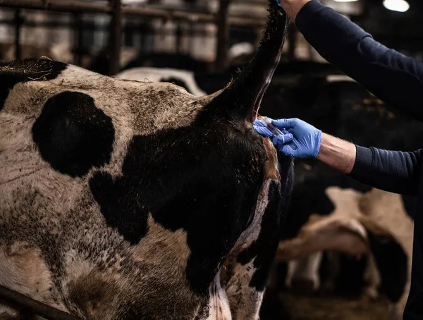 Un vétérinaire en blouse médicale prélève un échantillon de sang chez une vache dans une ferme — Photo