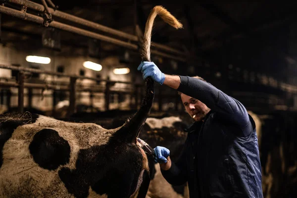 A hayvan hastalıklarıyla ilgili tıbbi elbise örnekleri kan örneği bir çiftlikte inek alır — Stok fotoğraf
