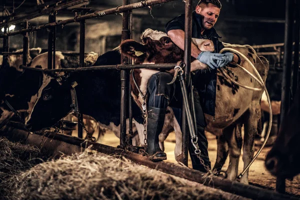 Vet homme portant l'uniforme de fermier travaillant avec une vache dans une ferme à l'intérieur — Photo