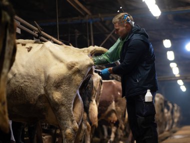 A hayvan hastalıklarıyla ilgili bir inek yapay tohumlama yordam bir çiftlik içinde bulunur.