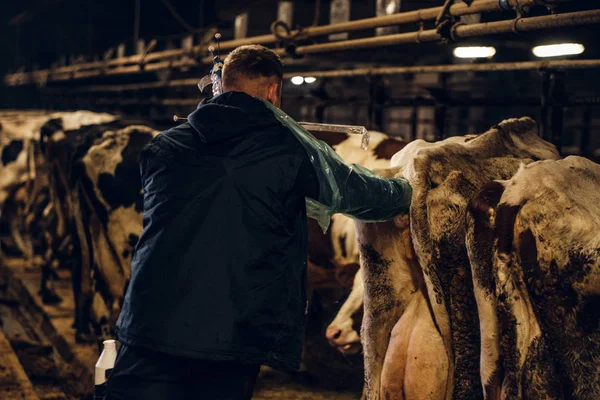 Un vétérinaire effectue la procédure d'insémination artificielle d'une vache à l'intérieur d'une ferme — Photo