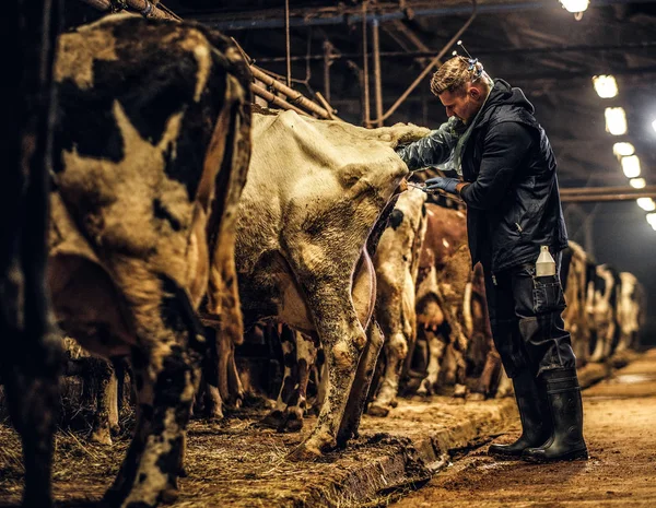 A hayvan hastalıklarıyla ilgili bir inek yapay tohumlama yordam bir çiftlik içinde bulunur. — Stok fotoğraf