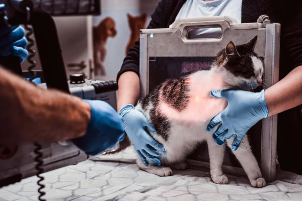 Veterinários fazem raio-x gato doente em uma mesa em uma clínica veterinária . — Fotografia de Stock