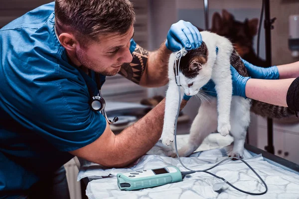 Gato bonito em um exame médico em uma clínica veterinária, medindo a pressão arterial — Fotografia de Stock