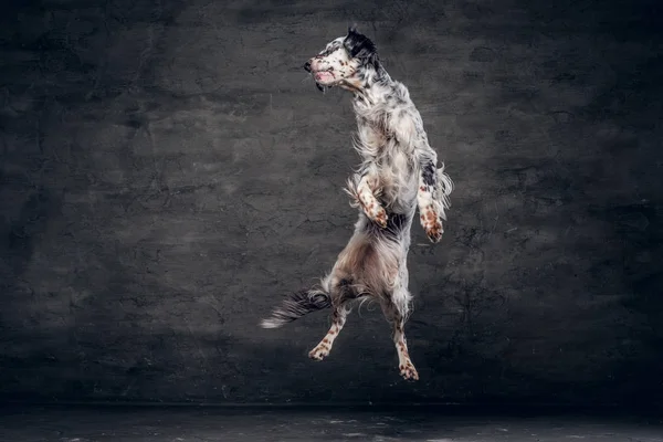 Purebred English Setter yang melompat di studio melawan dinding gelap — Stok Foto