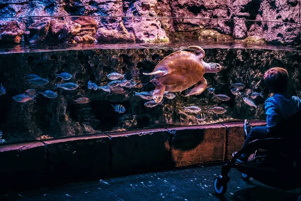 Niño pequeño se sienta en un cochecito y observa la vida marina en el oceanario —  Fotos de Stock