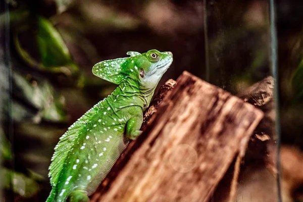 Camaleón arrastrándose sobre una rama en el terrario — Foto de Stock