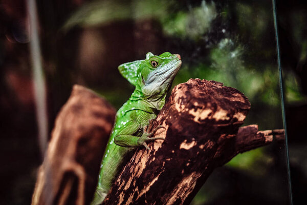 Chameleon crawling on a branch in the terrarium