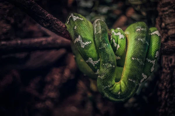 Serpiente verde en la rama del zoológico — Foto de Stock