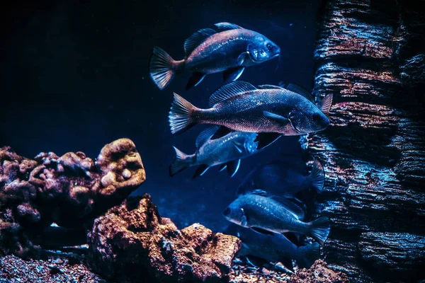 Grupo de peces flotando bajo el agua cerca del arrecife . —  Fotos de Stock