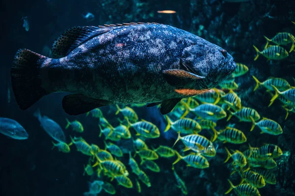 Foto de un pez, vida bajo el agua en el Oceanario — Foto de Stock