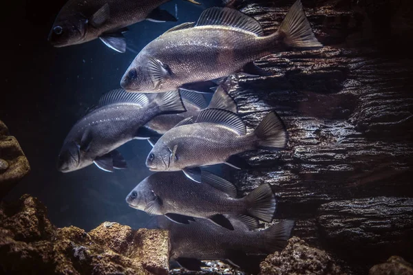 Grupo de peces flotando bajo el agua cerca del arrecife . —  Fotos de Stock