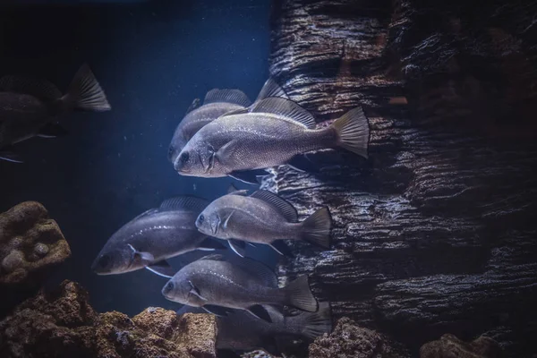 Grupo de peces flotando bajo el agua cerca del arrecife . — Foto de Stock