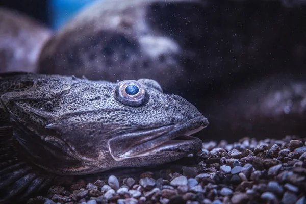 Primer plano cara exótica peces que se encuentran en la parte inferior en el Oceanario —  Fotos de Stock