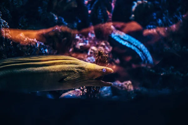 Vida silvestre submarina. Foto de cerca de un pez exótico en el Oceanario —  Fotos de Stock