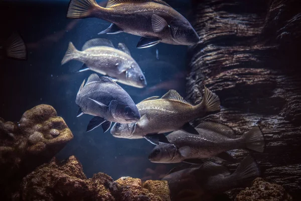 Grupo de peces flotando bajo el agua cerca del arrecife . — Foto de Stock