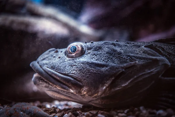 Primer plano cara exótica peces que se encuentran en la parte inferior en el Oceanario — Foto de Stock