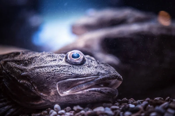 Primer plano cara exótica peces que se encuentran en la parte inferior en el Oceanario —  Fotos de Stock