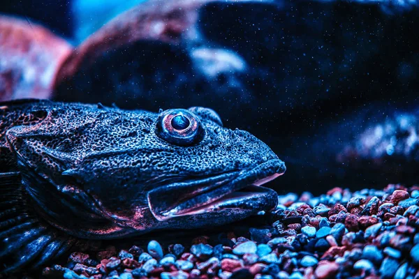 Primer plano cara exótica peces que se encuentran en la parte inferior en el Oceanario —  Fotos de Stock