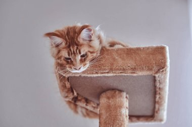 Sevimli uykulu maine coon kedi yavrusu özel kedi mobilya yatıyor