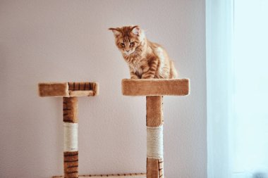 Sevimli zencefil maine coon kedi penceresiyakınında özel kedi mobilya oturuyor
