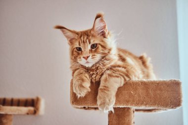 Sevimli zencefil maine rakun kedi yavrusu özel kedi mobilya yatıyor