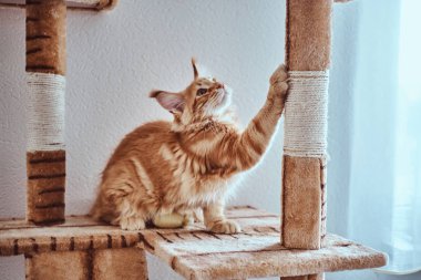 Cute ginger maine coon kitten is sharpening his claws on special cats furniture near window clipart