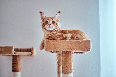 Sevimli zencefil maine coon kedi penceresiyakınında özel kedi mobilya yatıyor