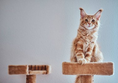 Sevimli zencefil maine coon kedi yavrusu özel kedi ekipmanları oturuyor