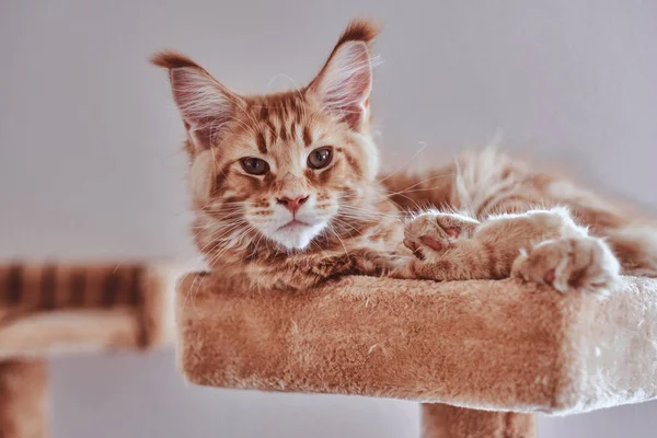 Lite sömnig Maine Coon kattunge ligger på speciella katter möbler. — Stockfoto