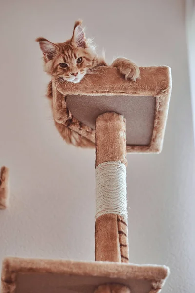 Gengibre maine coon gatinho está deitado em móveis de gatos especiais . — Fotografia de Stock