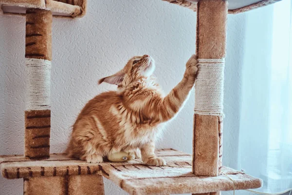 Симпатичный имбирный мейн-кун котенок точит когти на специальной кошачьей мебели возле окна. — стоковое фото