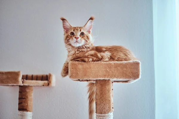 Entzückendes Ingwer Maine Coon Kätzchen liegt auf speziellen Katzenmöbeln in der Nähe des Fensters — Stockfoto