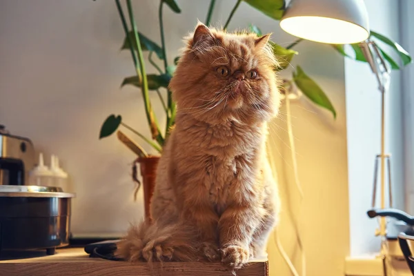 Fluffu jengibre gato está sentado en la mesa —  Fotos de Stock