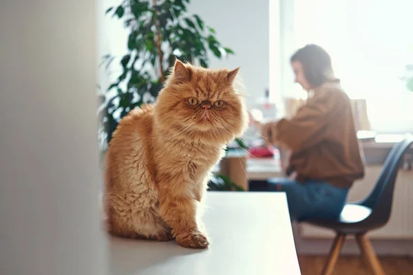 Το fluffu τζίντζερ γάτα κάθεται στο τραπέζι — Φωτογραφία Αρχείου