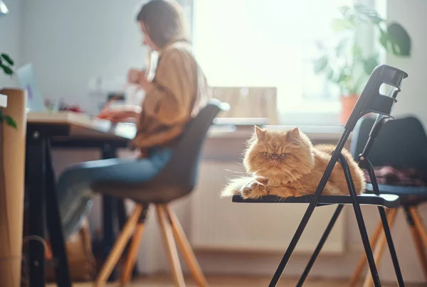 Menina está sentada perto da mesa, enquanto seu gato está sentado na cadeira — Fotografia de Stock