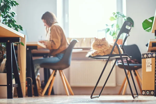 Menina está sentada perto da mesa, enquanto seu gato está sentado na cadeira — Fotografia de Stock