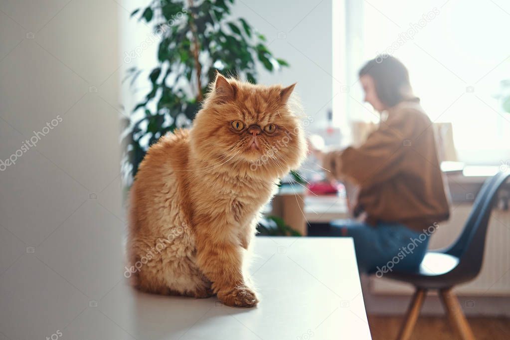 Fluffu ginger cat is sitting on the table