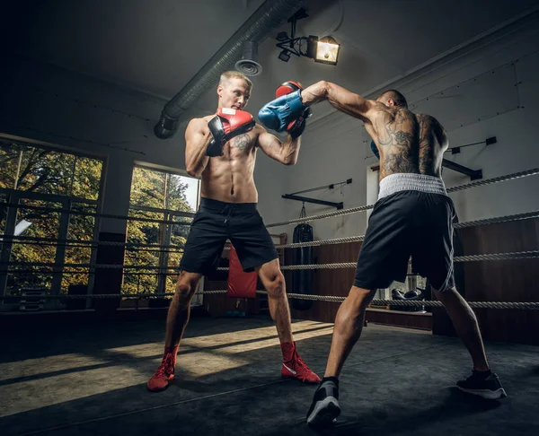 Två idrottsmän har en boxningstävling på ringen — Stockfoto