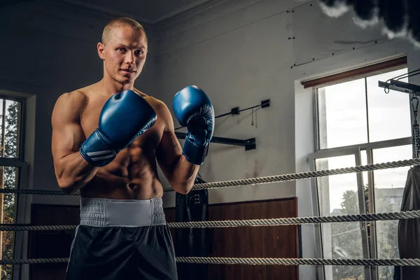 Retrato de jovem boxeador experiente no ringue — Fotografia de Stock