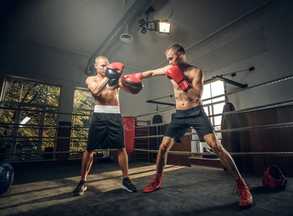 Dwóch sportowców ma zawody bokserskie na ringu. — Zdjęcie stockowe