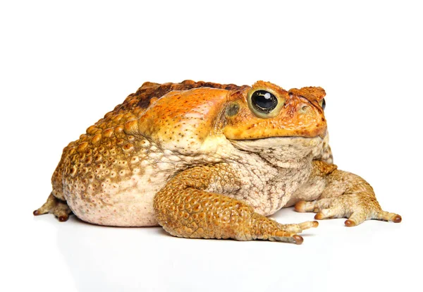 Tomato Frog Dyscophus Guineti White Background — Stock Photo, Image