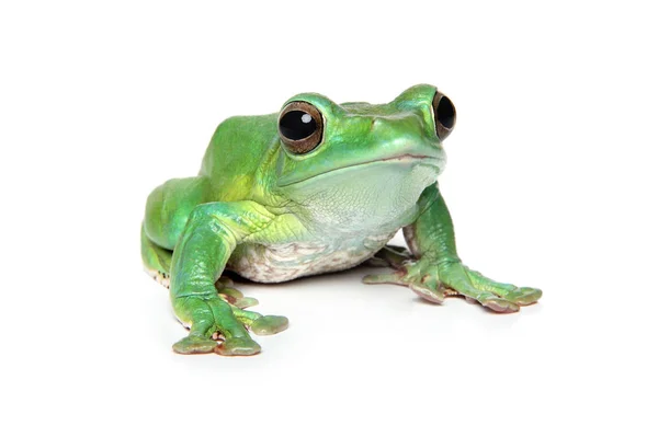 Primer Plano Rana Verde Sobre Fondo Blanco — Foto de Stock