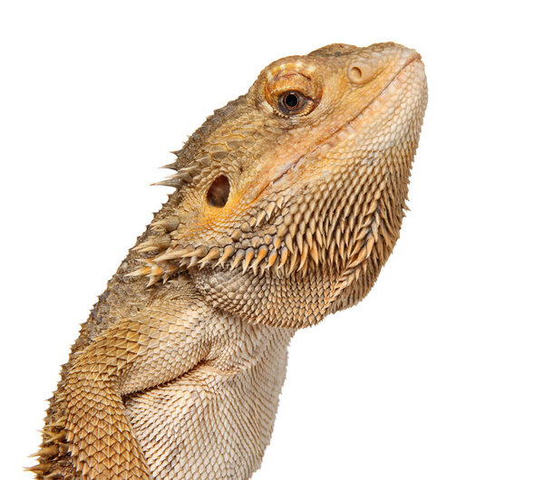 Close-up of Bearded Dragon lizard. isolated on white background