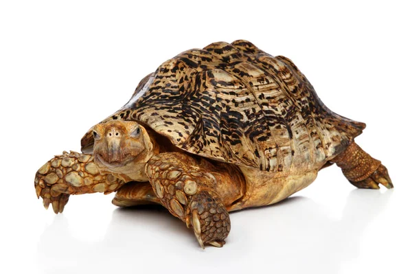 Bedårande Turtle Poserar Vit Bakgrund — Stockfoto