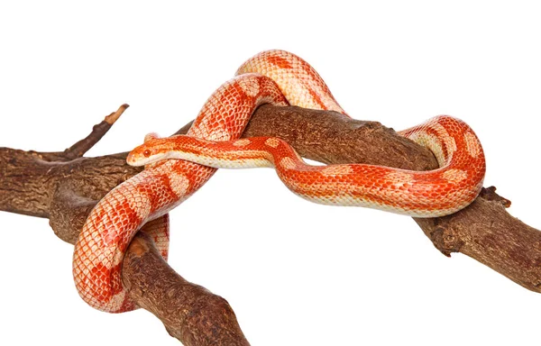 Cobra Rastejando Galho Fundo Branco — Fotografia de Stock