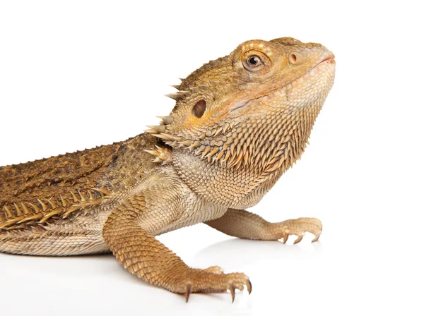 Closeup Retrato Lagarto Barbudo Dragão Sobre Fundo Branco — Fotografia de Stock