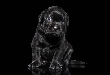 Labrador Retriever köpek yavrusu siyah arka plan üzerine oturur