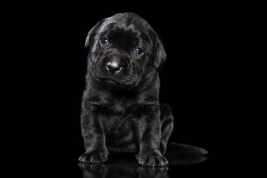 Labrador retriever köpek yavrusu siyah arka plan üzerine. Bebek hayvan Tema