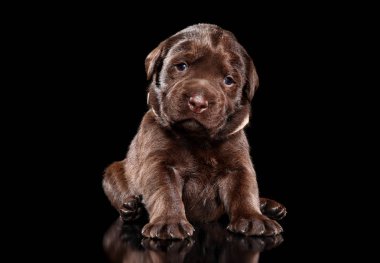Komik çikolata Labrador köpek yavrusu siyah arka plan üzerine poz